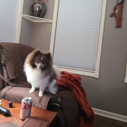 Pomeranian Puppies from Merri's Pom's