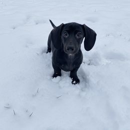 Orlando - Black male Dachshund puppy in Industry, Illinois from KDKs Kennels