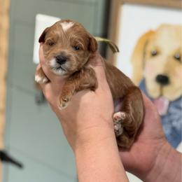 Garlic - Red  female Goldendoodle puppy in Wharton, Texas from Little Fur Friends