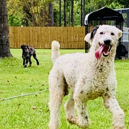 oreo - Goldendoodle