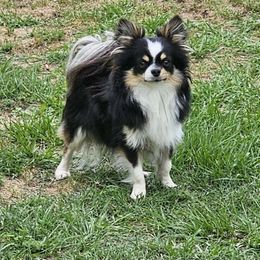 Dewey - Chihuahua