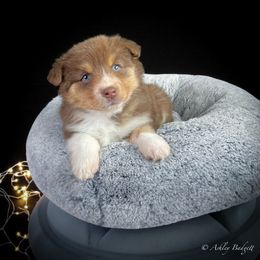 Pearl - Red tri-color female Miniature American Shepherd puppy in Omaha, Arkansas from Ashland Miniature American Shepherds & Miniature Australian Shepherds