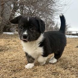 Girl 2 - Brindle and white female American Corgi puppy in Portland, North Dakota from Sliding stop corgis
