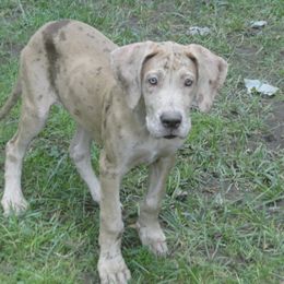 Girl 2 - Merle Great Dane puppy in Glenville, New York from Red Oak Farm and Kennel