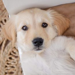 Border Collies and Golden Retrievers from R3 Sport Dogs (Rafter 3 Ranch)