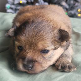 Jack - Orange sable male Pomeranian puppy in Brooklyn, New York from Svitlana's Pomeranians