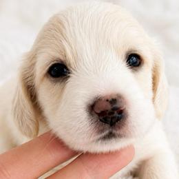 Ee cream pie girl - Cream female Dachshund puppy in Mineral Wells, Texas from Chilidog Dachshunds