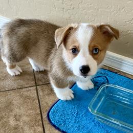 Pembroke Welsh Corgi Puppies from Anthem AZ Corgis