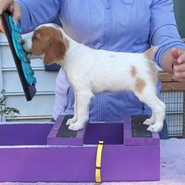 Yellow girl - Orange and white female Brittany puppy in Mertztown, Pennsylvania from Whispering Hills Gun Dogs