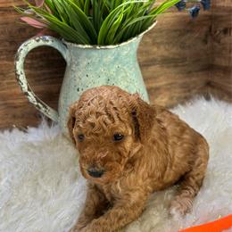 Bruce-Orange - Red  male Poodle puppy in Stockton, Utah from Mustanghills Doodles and Poodles