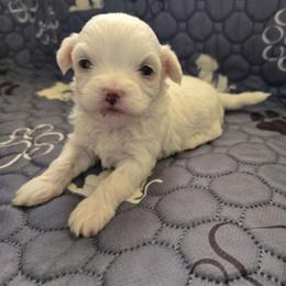 Lydia - White female Maltipoo puppy in Sahuarita, Arizona from Cowgirl's Legacy Maltipoos