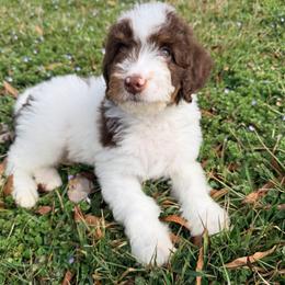 Orion -with training - Phantom male Bernedoodle puppy in Boonville, North Carolina from Doods & Dolls