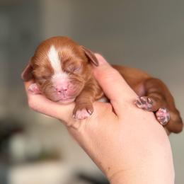 Cavalier King Charles Spaniel puppies from Bella Notte Cavaliers