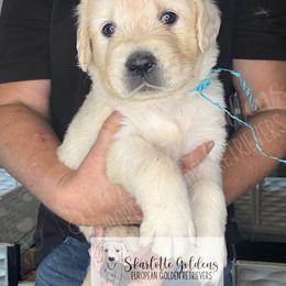 DO - a deer, a female deer (turq) - Light golden female Golden Retriever puppy in Argyle, Texas from Skarlotte Goldens, LLC
