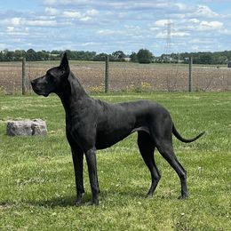 Great Dane puppies from River Rock Danes