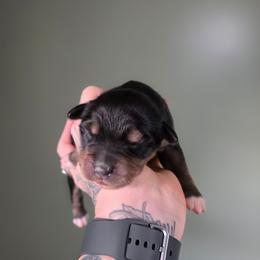 Boy 1 - Black tri-color male Australian Shepherd puppy in London, Kentucky from Kenmont Kennels