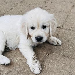 Golden Retriever Puppies from Golden’s of Remington Fields