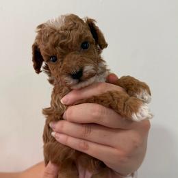 Bartola - Apricot female Poodle puppy in Miami, Florida from Sakura Poodles