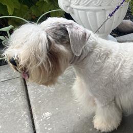 Sealyham Terriers from Jenny Voss