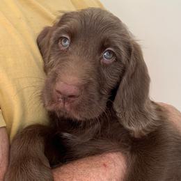 Labradoodle Puppies from River Home Doodles