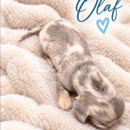 Olaf - Blue and tan male Dachshund puppy in Vacaville, California from SchmooterBabies