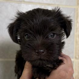 Hope - Liver female Miniature Schnauzer puppy in Commerce, Georgia from The Greys
