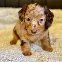 Dachshund Puppies from JK Kennel