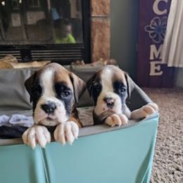 Boxer and Shih Tzu Puppies from L&L European Boxers and Shih Tzus