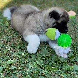 Akita Puppies from Excel Shu-Ku Akitas