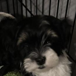 Ranger - Black and white male Havanese puppy in Peoria, Arizona from Lone Tree Havanese