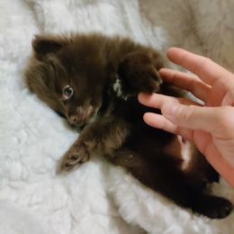 Pomeranian Puppies from Cutie Poms