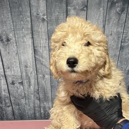 Blue collar - Goldendoodle puppy in Oklahoma from Helios Doodles