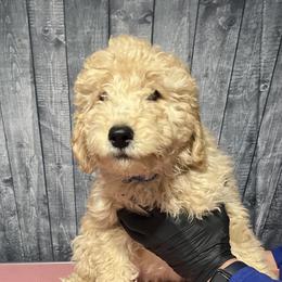 Blue collar - Goldendoodle puppy in Oklahoma from Helios Doodles