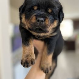 Rottweiler Puppies from Von Der Hing Rottweilers