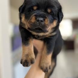 Rottweiler Puppies from Von Der Hing Rottweilers