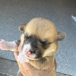 Girl 1 - Red female Pembroke Welsh Corgi puppy in Ocala, Florida from Rivermont Farm