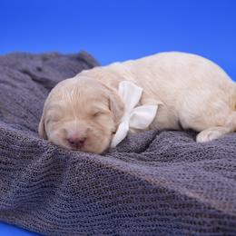 Rosalie white collar - Cream female Goldendoodle puppy in Lexington, North Carolina from Deborah’s Doodles