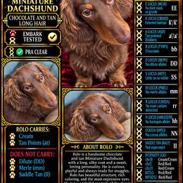 Rolo - Dachshund