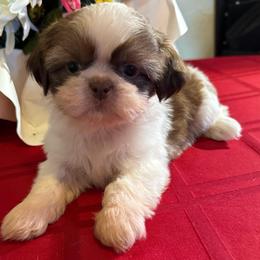 AKC - Winnie Champion Bloodline - Red and white female Shih Tzu puppy in Long Beach, California from Prieto Shih-Tzu's