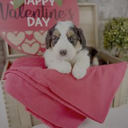 Macey - Black tri-color female Aussiedoodle puppy in Ohio from Holley Doodles