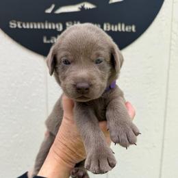 Purple collar - Silver female Dilute Retriever puppy in Valley Center, California from Stunning Silver Bullets Labradors