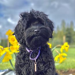 Wilma  - Australian Labradoodle