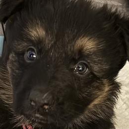 German Shepherd Puppies from Circle Oaks Shepherds