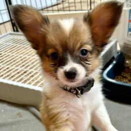 Marty ( Black) - White and sable male Papillon puppy in Chattanooga, Oklahoma from Lottie Dottie Scottie’s and Papillons
