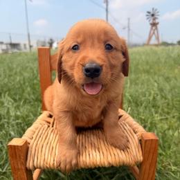 AKC white collar boy - Dark golden male Golden Retriever puppy in Joshua, Texas from 3 Gun Retrievers