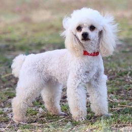 Poodle puppies from Horseshoe Drive Kennel
