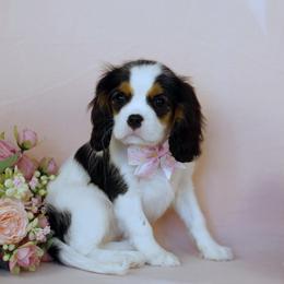 Boston Terrier, Cavalier King Charles Spaniel, French Bulldog, and Golden Retriever Puppies from Promise Land