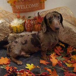 K - Dachshund