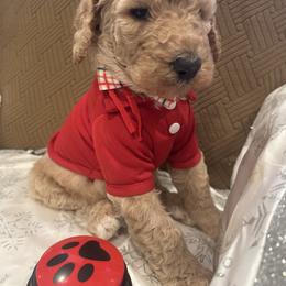 Teddy - Apricot male Poodle puppy in Mobile, Alabama from Semmy’s Standard Poodle LLC