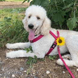 Sissy - Poodle